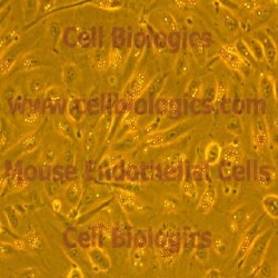 B129 Mouse Endothelial Cells (30)